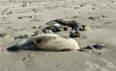 Каспий итбалығының қырылуына не себеп болуы мүмкін