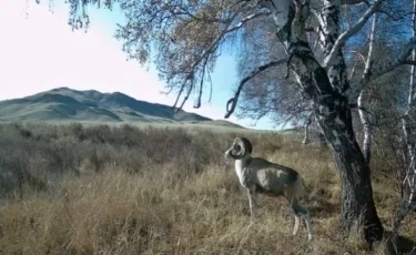 Қызыл кітапқа енген арқар Қарағанды облысында фототұзаққа түсіп қалды