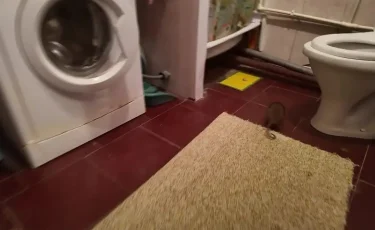 Егеуқұйрық қаптады: СҚО-ның тұрғындары балалар үшін алаңдап отыр