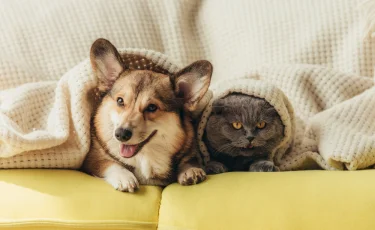 Домашние животные и настроение: почему рядом с ними спокойнее