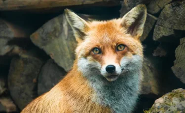 Школьники пострадали от нападения диких лис в Мангистауской области