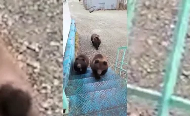 Приходилось эвакуировать людей: Восточный Казахстан атакуют медведи