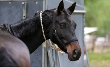 Табун краденых лошадей пытался перевезти 48-летний житель Туркестанской области