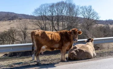 Полиция үш күнде 100-ден астам мал ұрлығын ашты