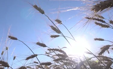 Арменияға Қазақстан бидайының алғашқы 1 мың тоннасы жеткізілді