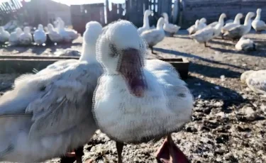 СҚО-да үй құстары тағы да қырылып жатыр