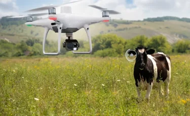 Летающий патруль: за бесхозным скотом на дорогах теперь следят дроны