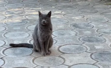 Мысық тістеп алған: Маңғыстау облысының тұрғыны құтырма ауруынан көз жұмды