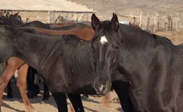 Түркістан облысында қасқыр мен шибөрі көбейіп, малға шабуыл жиілеген