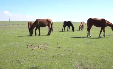 Қайтарылған жерлер тағы да игерілмей, бос қалмауы қажет - Президент
