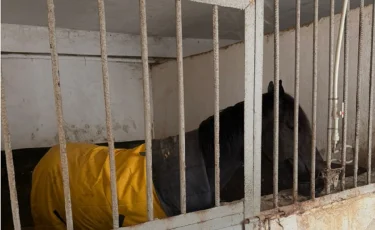 Алматыда аттарды қысқы кезеңге орналастыру мәселесі шешілді