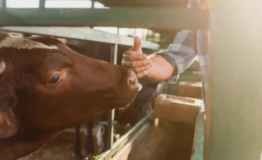 Несиеге мал алғандарға мемлекеттен 85 пайыз кепілдік беріледі