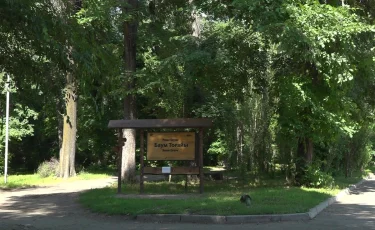 Укрепляет зеленый статус: в Турксибском районе высажено более 772 тысяч деревьев