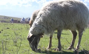 Мал ұрлығы: Жамбыл облысында 10 қылмыстық топ анықталды