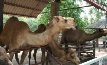 Казахстан запустил первый современный цех по сбору верблюжьего молока