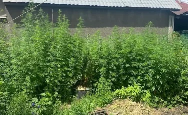 «Зеленый уголок»: в Алматы мужчина выращивал коноплю прямо у себя во дворе (видео)