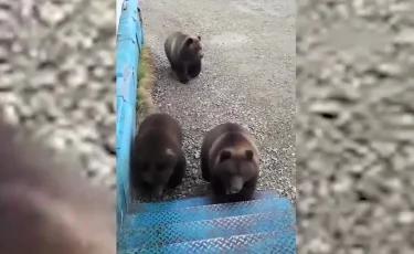 Қоршауды сындырып, бақшаны таптап кетеді: ШҚО-да аюлар ауылдарға жиі келе бастаған