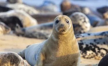 Более 100 тюленей выбросило на побережье Каспия в Мангистау