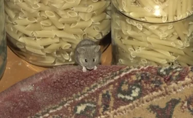 Тышқан қаптап кетті: Атырау облысының үш ауылында мектеп, балабақша жабылды