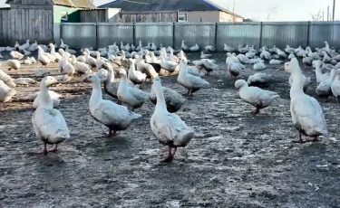 В СКО снова зафиксирован массовый падеж домашней птицы