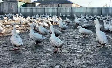 В СКО снова зафиксирован массовый падеж домашней птицы