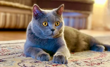 Мысығыма педикюр керек: Павлодар облысының әкімі жеке өміріндегі қызық сәттерді жариялады