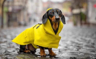 Советы кинолога: как выгуливать собаку в непогоду