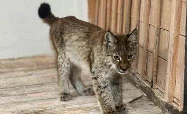 В области Абай детеныш рыси пришел к людям за помощью