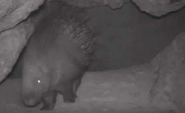 Қазақстанның оңтүстігінде сирек кездесетін аң фототұзаққа түсіп қалды