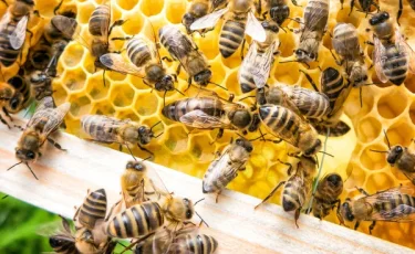 Жалит «по-дьявольски»: ученые обнаружили новый вид пчел «Люцифер»