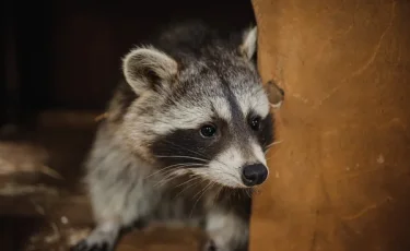 Милее и ближе: еноты могут стать следующими домашними питомцами американцев