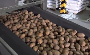 Ішкі нарықты картоппен қамтуда мәселе туындаса, экспортқа тыйым саламыз  – Серік Жұманғарин