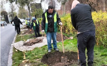 Жасыл-желегі жайқалған қала: Түрксіб ауданында 772 мыңнан астам ағаш егіліп, көшелер көгалданды