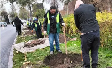 Жасыл-желегі жайқалған қала: Түрксіб ауданында 772 мыңнан астам ағаш егіліп, көшелер көгалданды