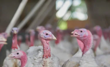 День благодарения в США: Трамп продолжил традицию «помилования» индеек