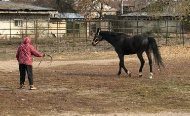 В Алматы решён вопрос размещения лошадей на зимний период