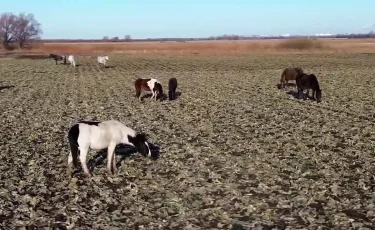 Нет свободных земель: в СКО сельчане остаются без пастбищ