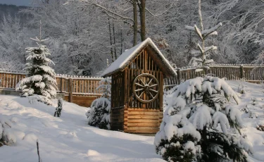 Живые насосы: какие деревья посадить, чтобы забыть про откачку ямы