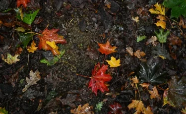 Кей өңірде қар аралас жаңбыр жауады: жексенбінің ауа райы болжамы