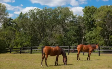 Президент дал поручения: вернуть землю в оборот и дать её тем, кто готов работать