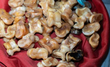 Необычная этно-инсталляция: школьники собрали юрту из 4 тысяч асыков