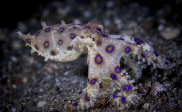 На волосок от смерти: турист взял в руки одно из самых ядовитых животных в мире