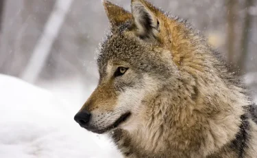 Побег волка вызвал панику: зоопарк экстренно закрыли