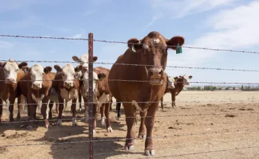 Инфекций стало вдвое меньше: в стране отмечен резкий спад заболеваемости скота
