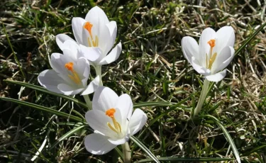 Алматы тауларында қыстыгүні бәйшешек гүлдеді