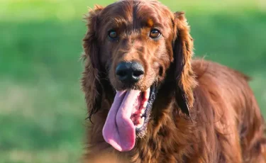 Язык длиной в 20 см: пес из США установил мировой рекорд