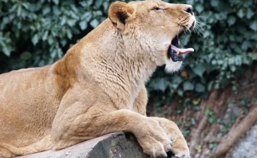 Мечтал стать дрессировщиком: львица загрызла посетителя зоопарка