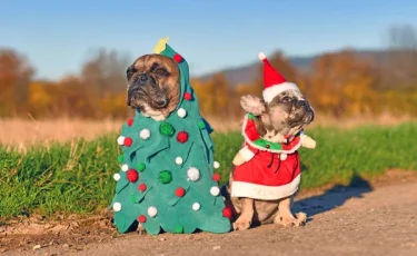 В Усть-Каменогорске прошел костюмированный парад собак (видео)