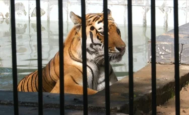 Елімізге келер жылы бірнеше кертағы мен жолбарыс жеткізіледі