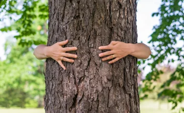 Странный рекорд: экоактивистка обнимала дерево 72 часа